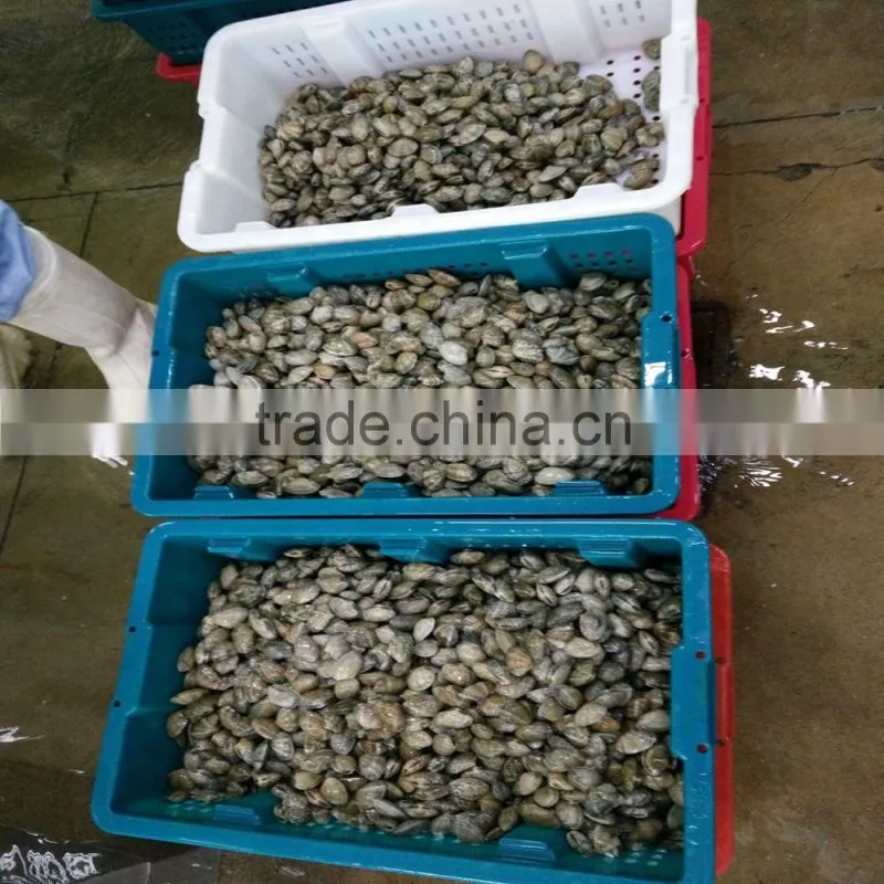 VACCUM CLAM FROM CHINA FOR EXPORT