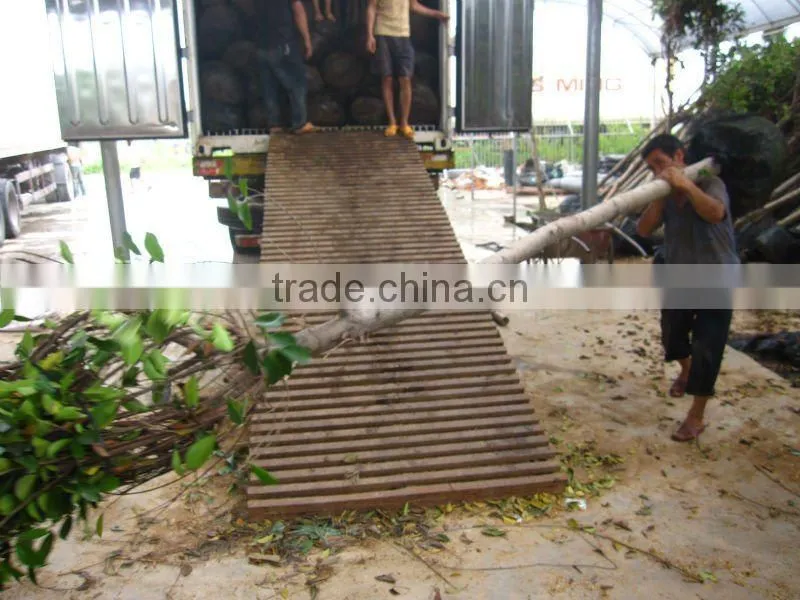 Ficus Nitida landscaping trees for outdoor