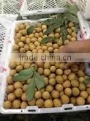 Longan Fruit