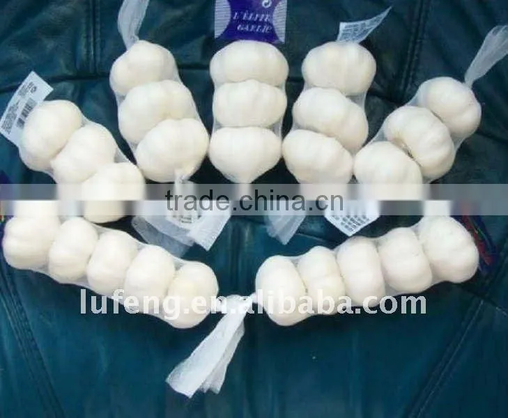 Shandong Jinxiang Garlic