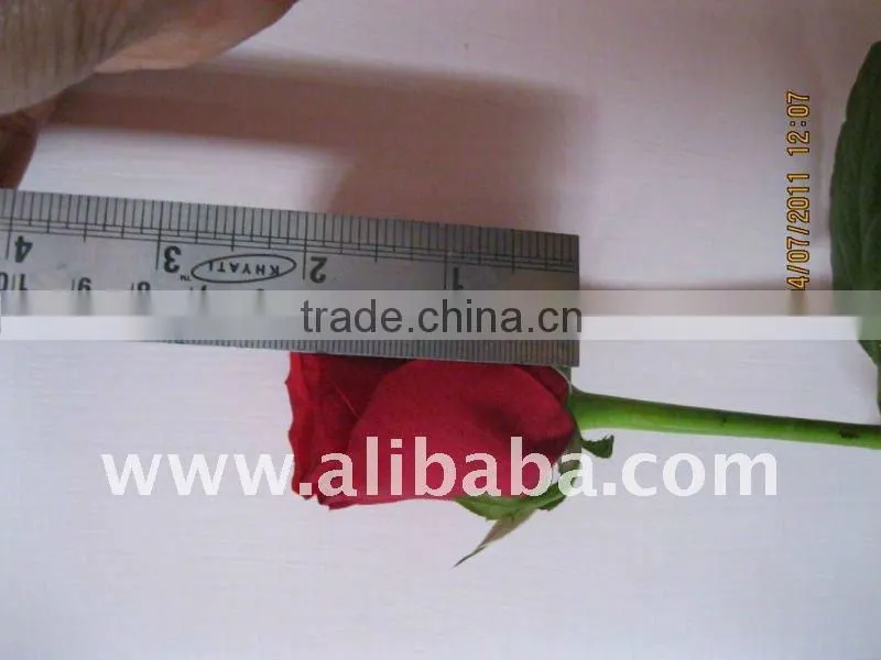 CHEAP RED FRESH Rose Flowers