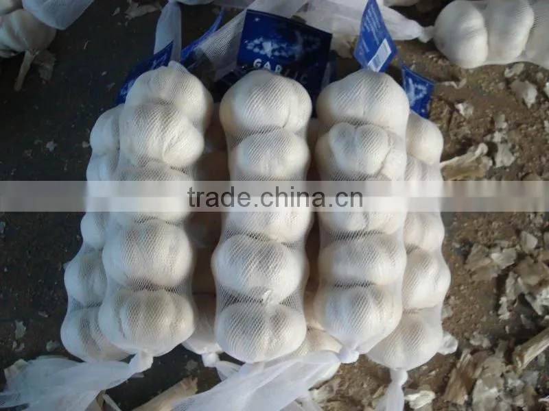 2011 china export garlic