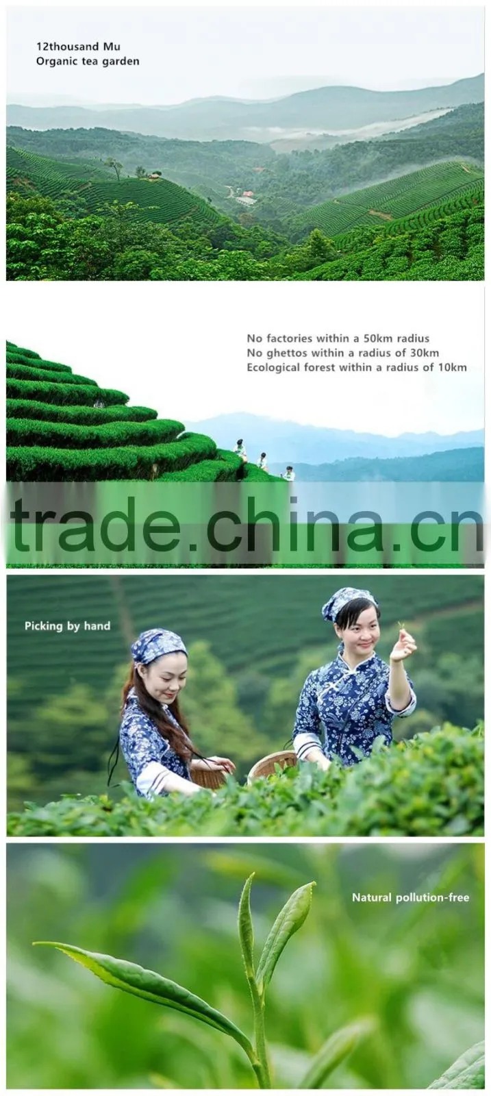 Hot sale china organic certified green tea