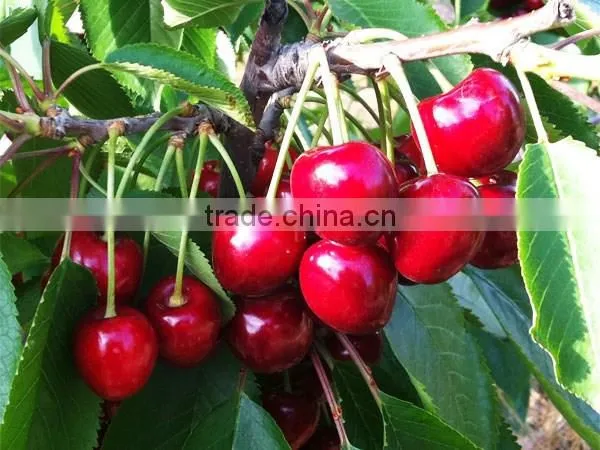 china paper bagged fresh cherries