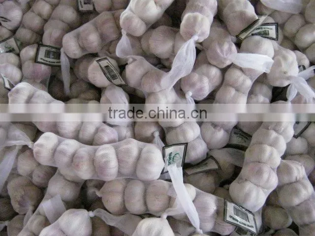 garlic in 10kg cartons