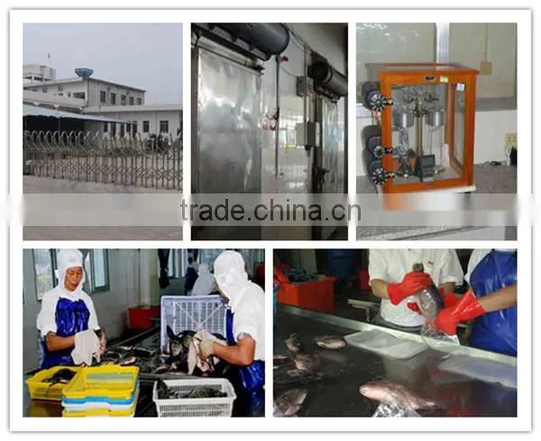 Bulk pack frozen horse mackerel BQF from China