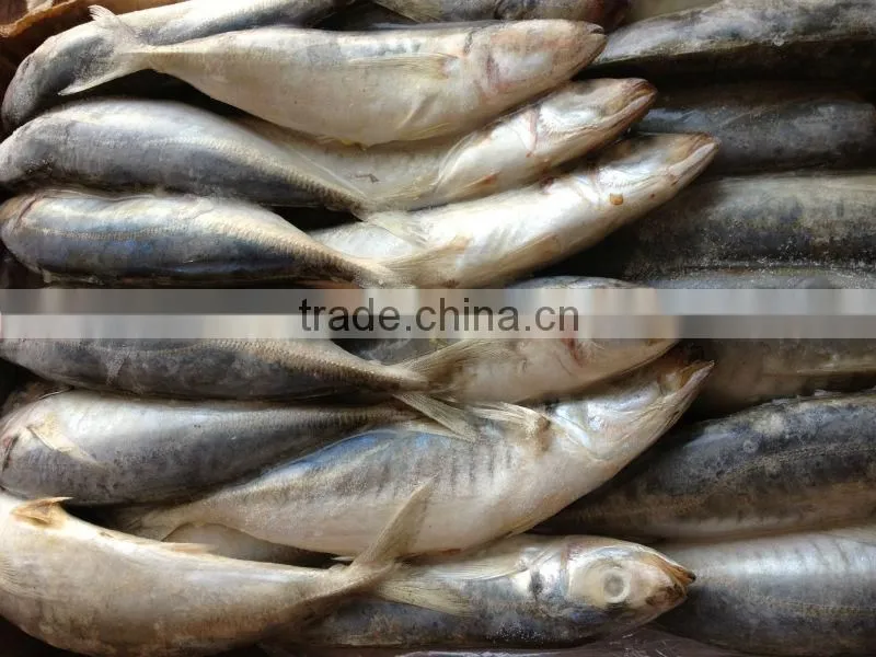 Frozen fish supplier at China