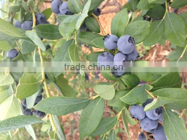 Pure Blueberry jam made in japan