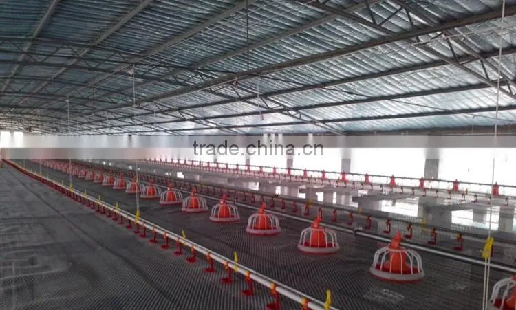 poultry automatic feeding system