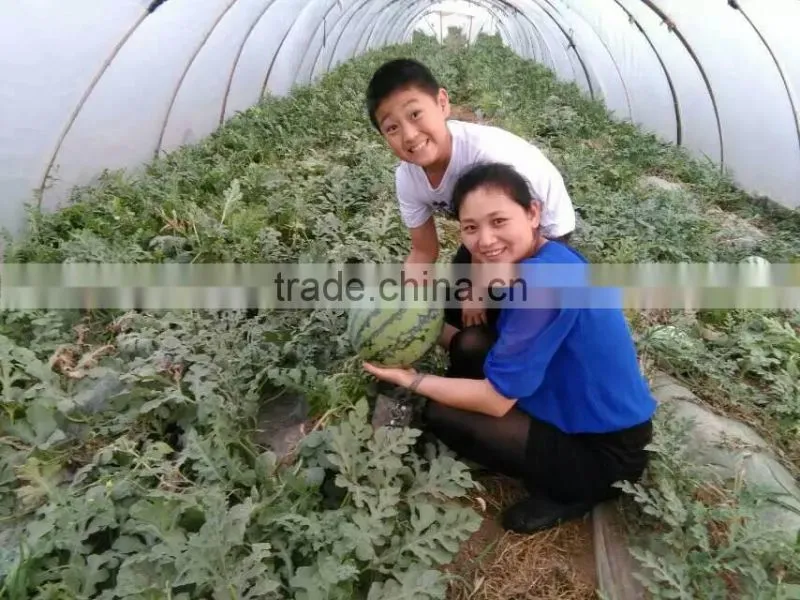 UV protect anti fog Transparent Co extruded PE Cover Film PE mulch film for watermelon greenhouse