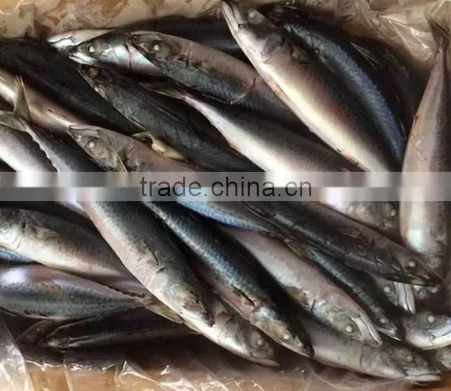 Frozen Pacific Mackerel Importers In China