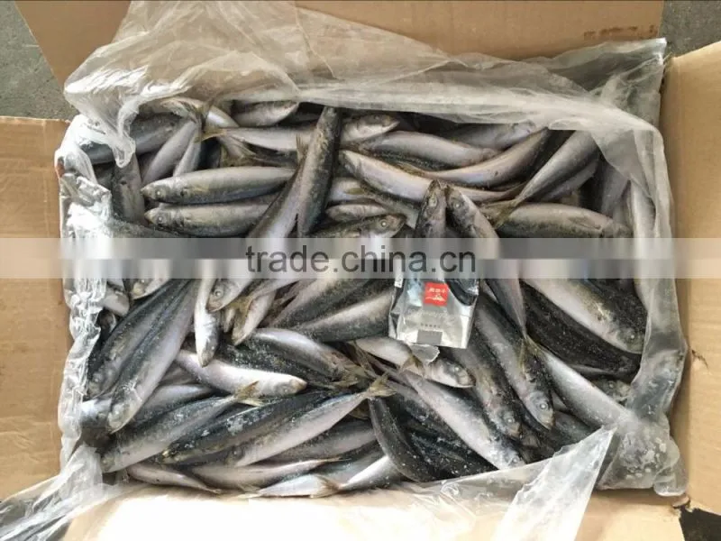 WR Frozen Pacific Mackerel Fish