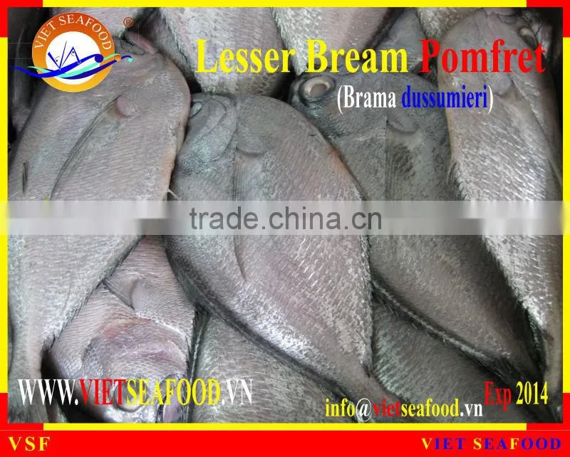 WHOLE ROUND FROZEN LESSER BREAM POMFRET