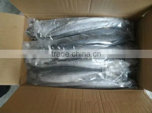 Frozen Spanish Mackarel fish whole