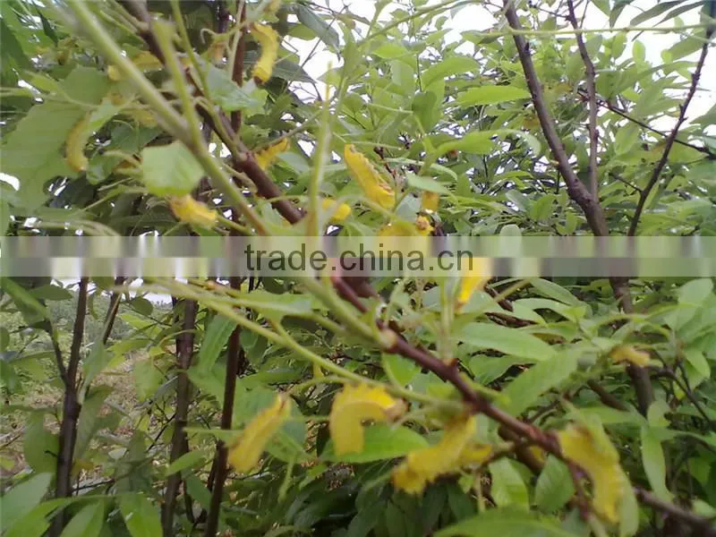 Good quality new arrival high density hand knotted pure handmade Chinese silk carpet