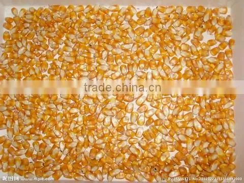 maize cleaning machine with good performance and cheapest price