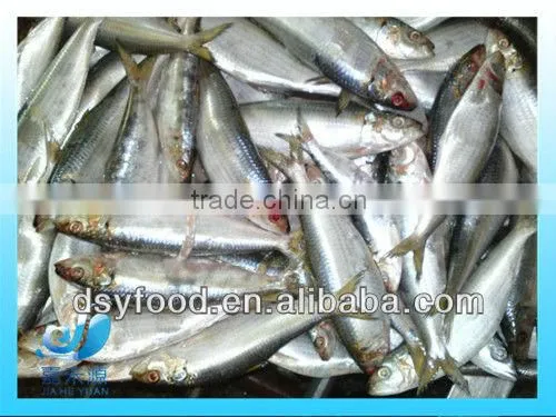 frozen fresh sardine