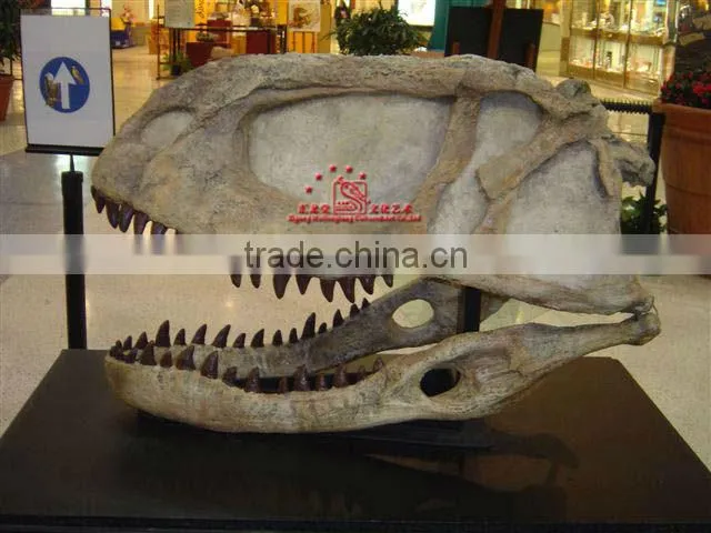 Museum Equiped high Quality Dinosaur Skull Fossil