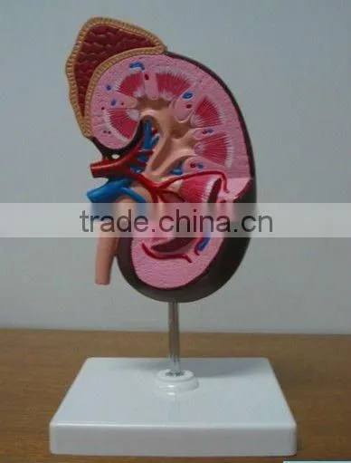 V-AM021 Kidney Model