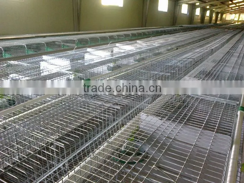 Automatic Rabbit Farming Equipment for Rex Rabbit