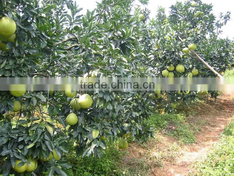2015 Fresh GuanXi honey pomelo