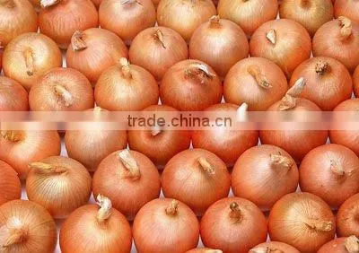 new crop 5--8cm fresh red onion