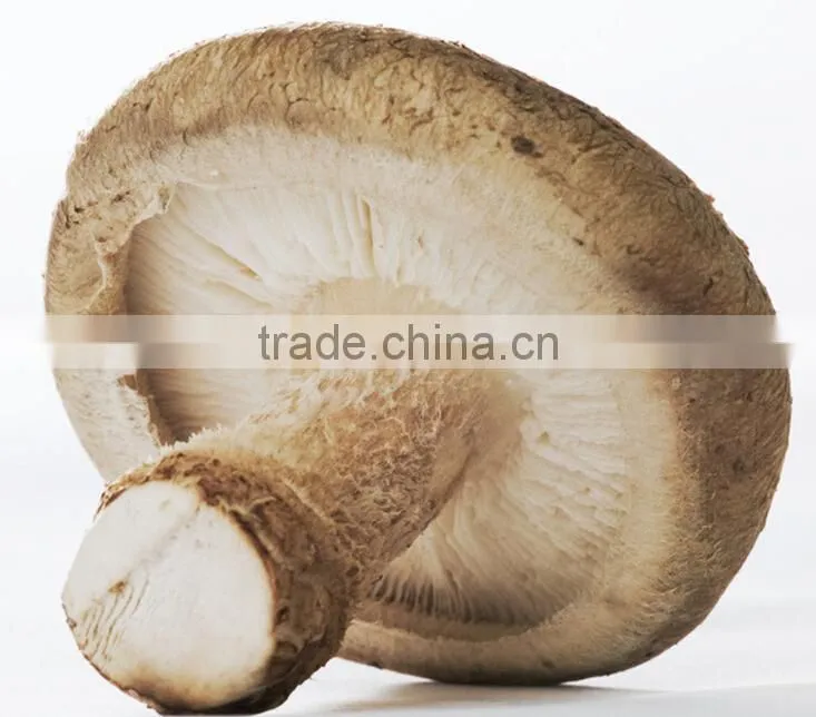 lentinus edodes/mushroom champignon/champignon mushroom