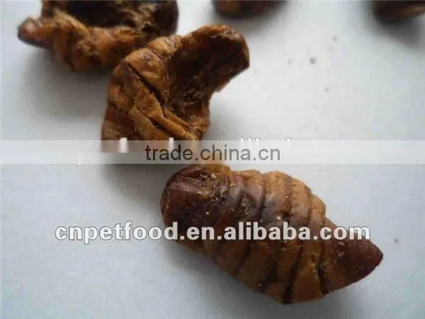 sale prices sun conure parrot koi worm silkworm pupae