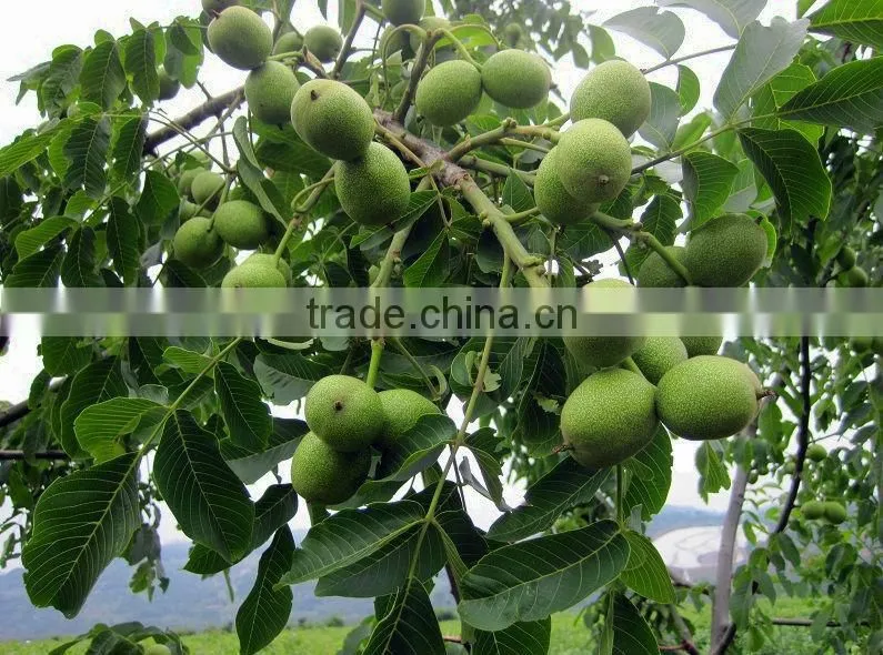 Drip irrigation organic Chitosan foliar fertilizer