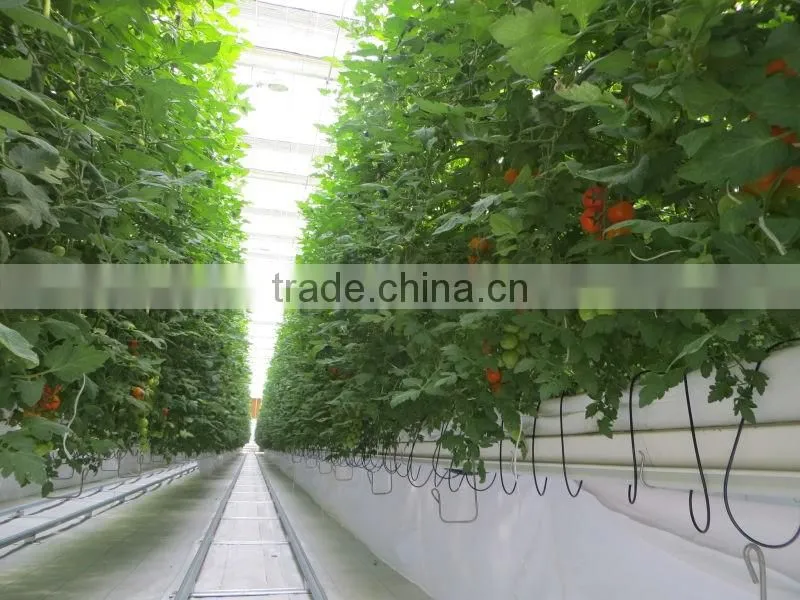 Single layer float glass greenhouse for tomato hydroponic