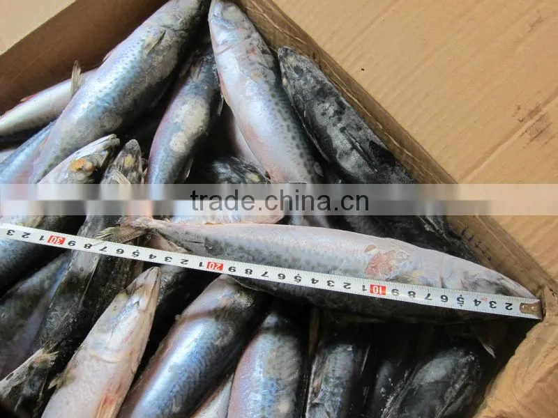 canned mackerel