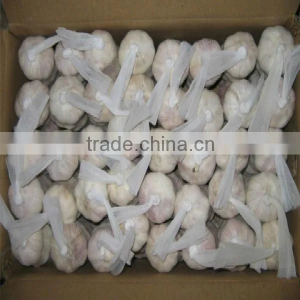 2016 new crop garlic start to be harvest