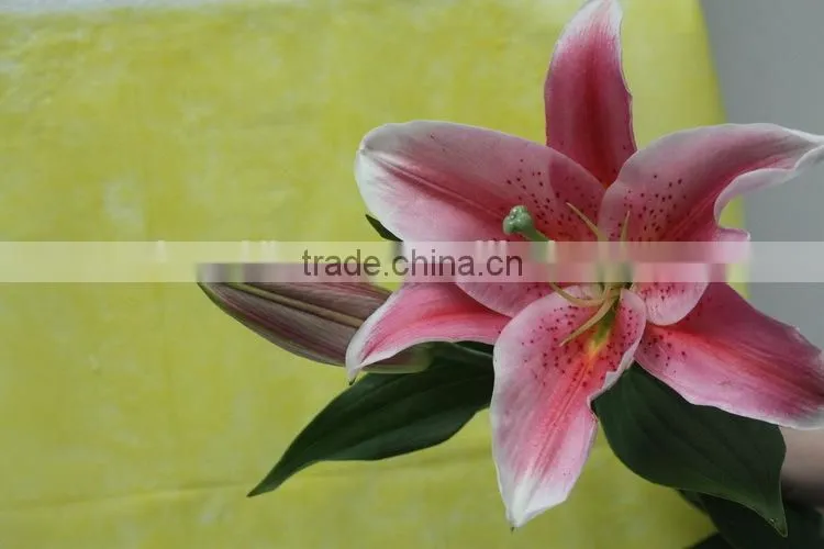 Most popular best selling fresh callas lily