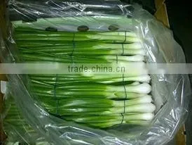 Spring Onion