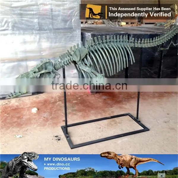 MY Dino-C083 Customized dolphin skeleton replica