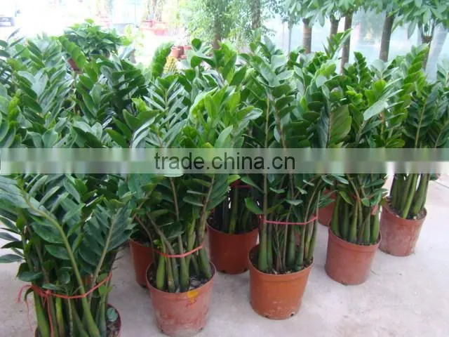 natural Zamioculcas zamiifolia for indoor ornamental decorative bonsai plants