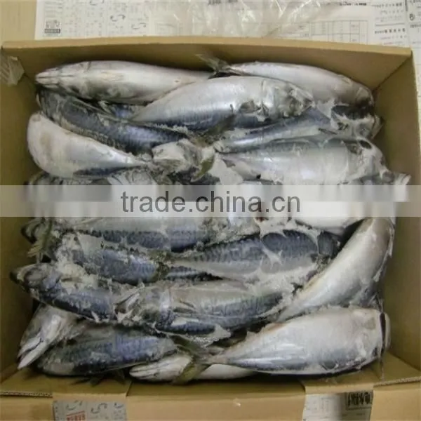 best fresh frozen mackerel fish