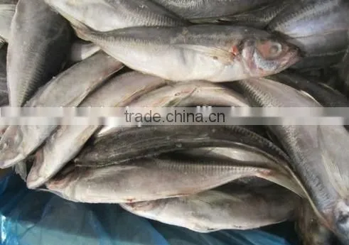 big eye horse mackerel Block Quick Frozen 25cm+