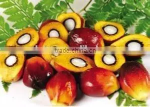 Professional China supplier palm oil extraction machine/ palm kernel shelling machine for sale