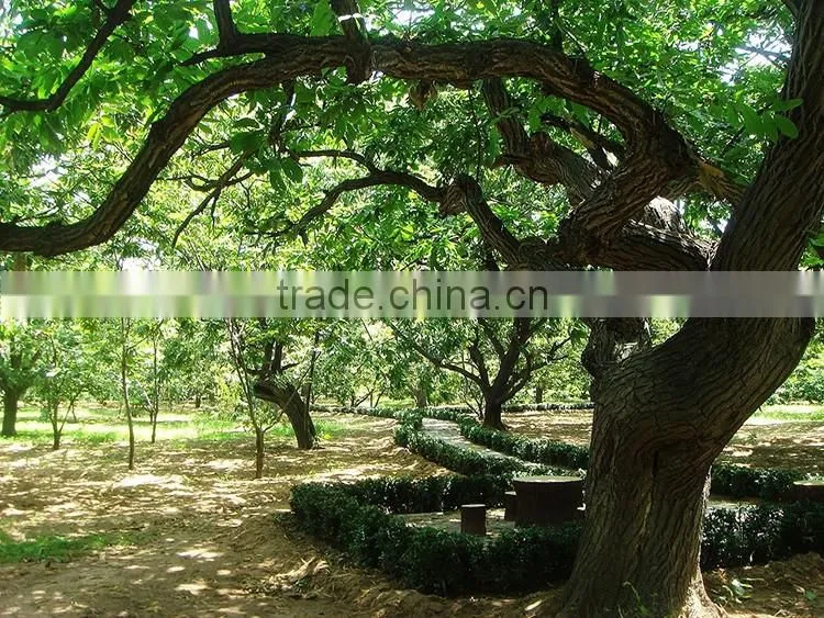 2016 raw fresh chestnuts sales Opening booking bulk chestnuts