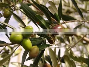 Best sale Extra virgin 100 pure Natural OLIVE Oil