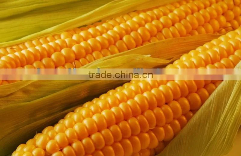 canned sweet corn in preseved vegetables