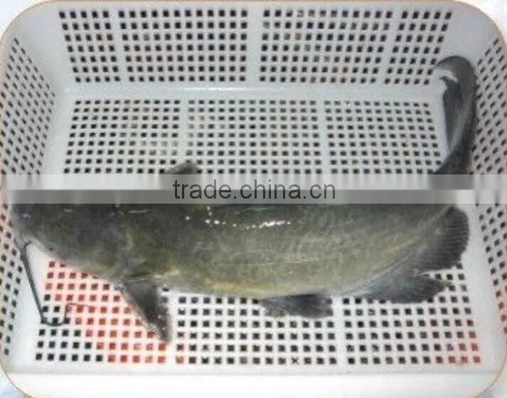 bulk farm raised channel catfish