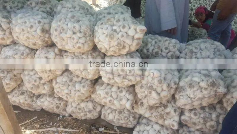 High quality Garlic White garlic with good packing