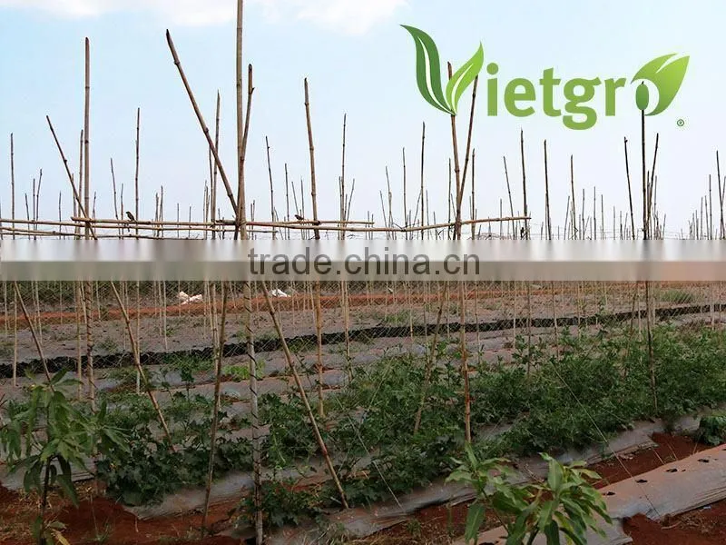 High Yield Kang kong Water Spinach Seeds For Growing VGKK 023/ Tropical Vegetable seeds