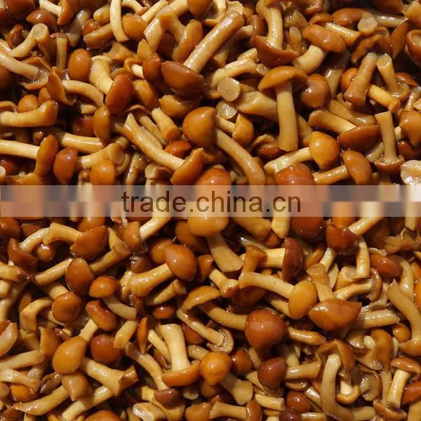 Chinese cultivated honey mushroom