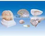 Brain model ,Brain and the right half side of cerebral vascular