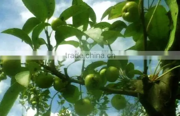 apple polyphenols extract