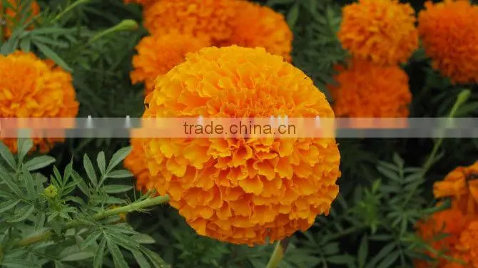 Non Pollution Reddish Yellow Lutein Powder