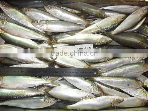 Land Frozen Whole price frozen sardine for Biat from China 120 -140 pcs